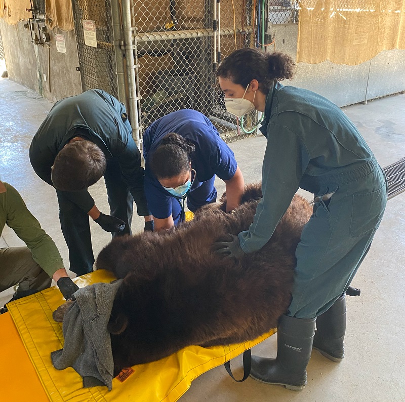 Bear 64F gets a veterinary evaluation from CDFW staff.